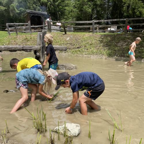 Kinder suchen im Teich nach Kaulquappen 