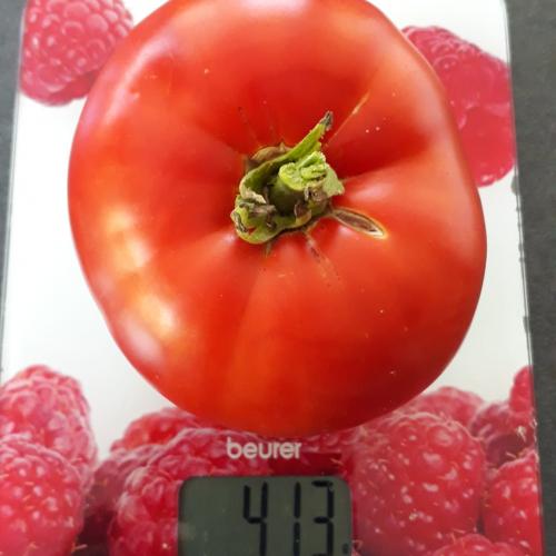 schwerste Tomate 1