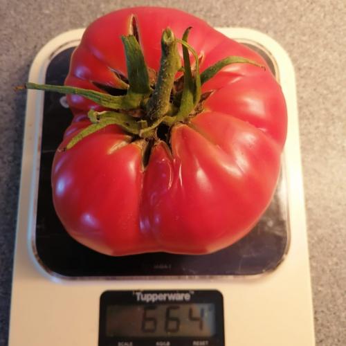 schwerste Tomate 6