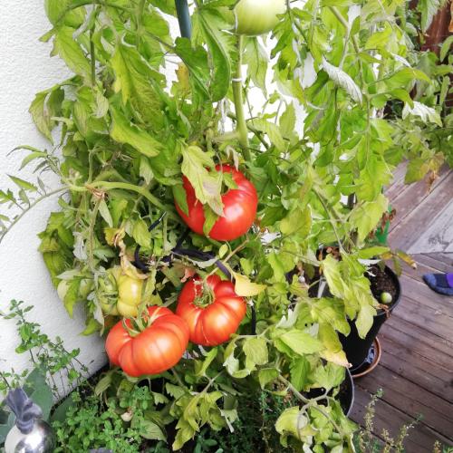 schwerste Tomate 11