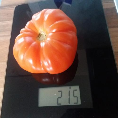 schwerste Tomate 12
