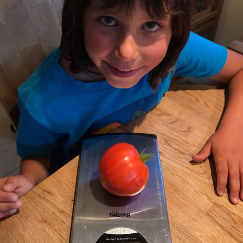 schwerste Tomate 2