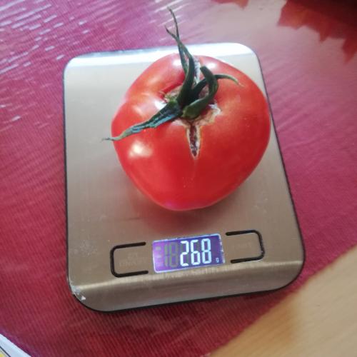 schwerste Tomate 5