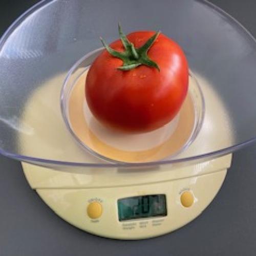 schwerste Tomate 3