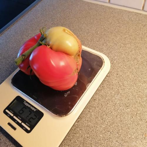 schwerste Tomate 4