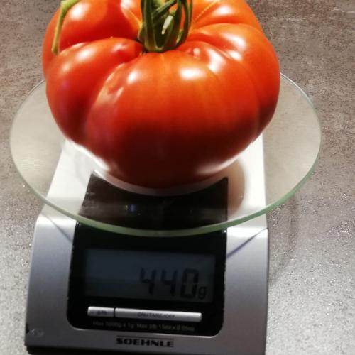 schwerste Tomate 7