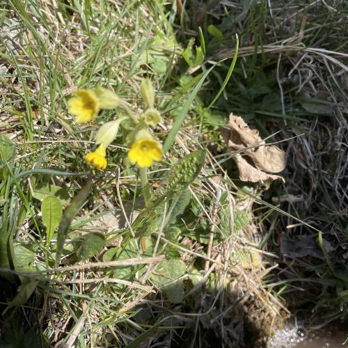 Waldlehrpfad_Schlüsselblume