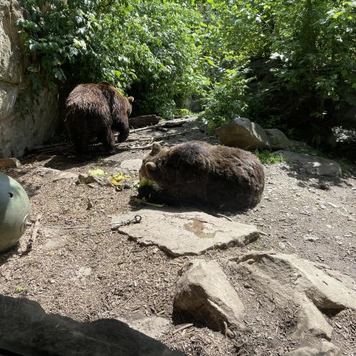Alpenzoo