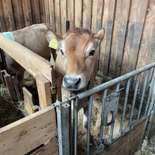 Kalb