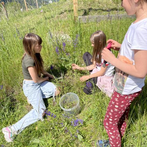 Kinder stechen Wiesenblumen für den Schulgarten aus 
