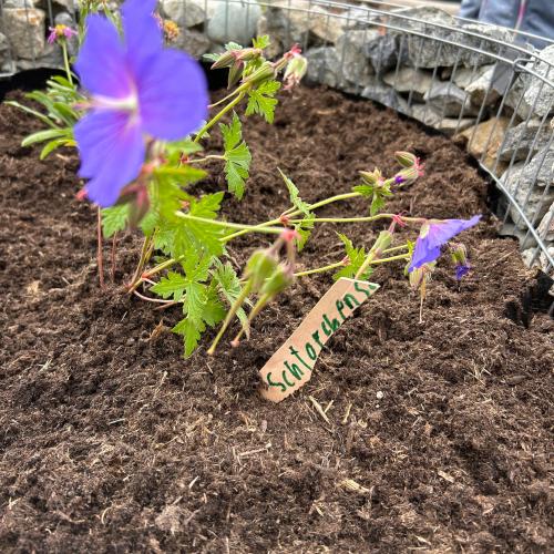 Schmetterlingsspirale 