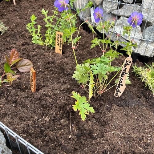 Schmetterlingsspirale 