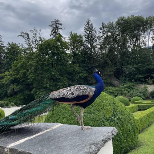 Pfau Schloss Ambras