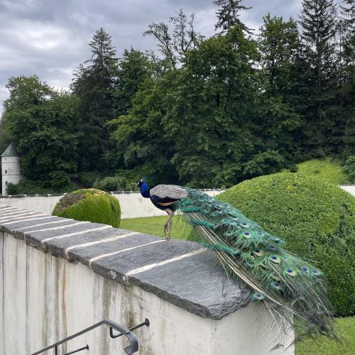 Pfau Schloss Ambras 
