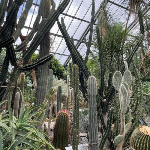 Botanischer Garten - Kakteen 