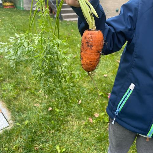 Karotte aus dem Hochbeet