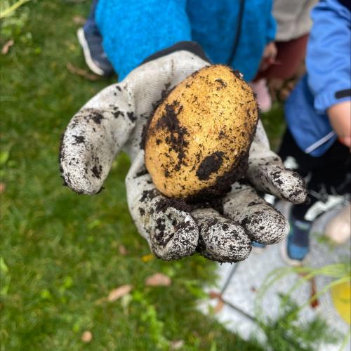 Kartoffel aus dem Hochbeet