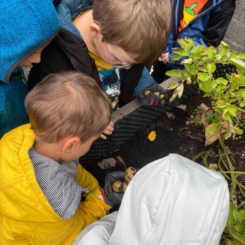 Kartoffelernte im Schulgarten
