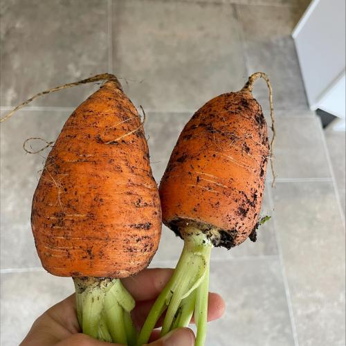 Karotten aus dem Hochbeet