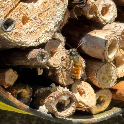 Biene in Insektenhotel