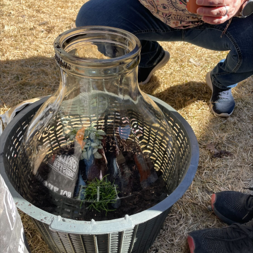 Flaschengarten bepflanzen 