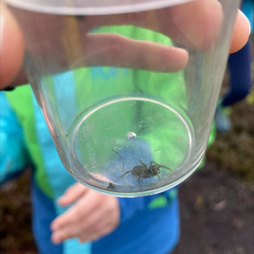 Wolfsspinne in Becherlupe