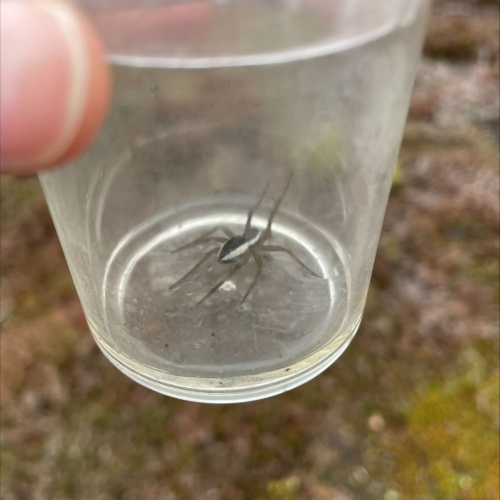 Jagdspinne in Becherlupe