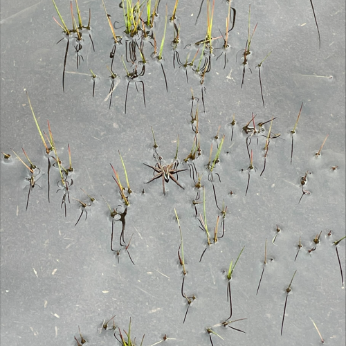 Jagdspinne im Wasser