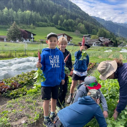 Workshop "Vom Acker auf den Teller" Kinder bei der Radieschenernte 