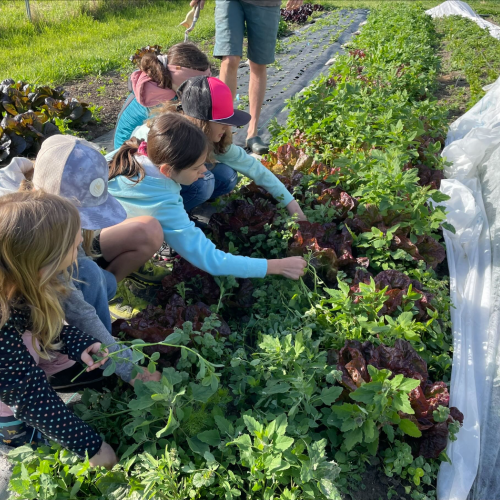 Workshop "Vom Acker auf den Teller" Kinder beim Jäten
