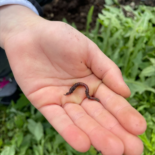 Workshop "Vom Acker auf den Teller" Kompostwurm