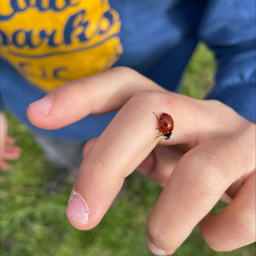 Workshop "Vom Acker auf den Teller" Marienkäfer