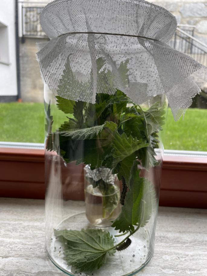 Raupenaufzucht im Glas