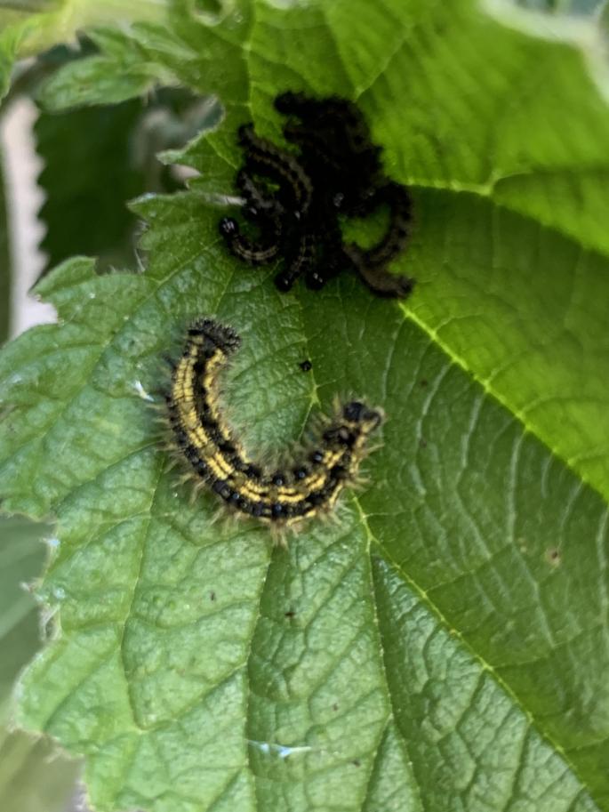 große Raupe mit kleinen Raupen auf Brenneselblatt