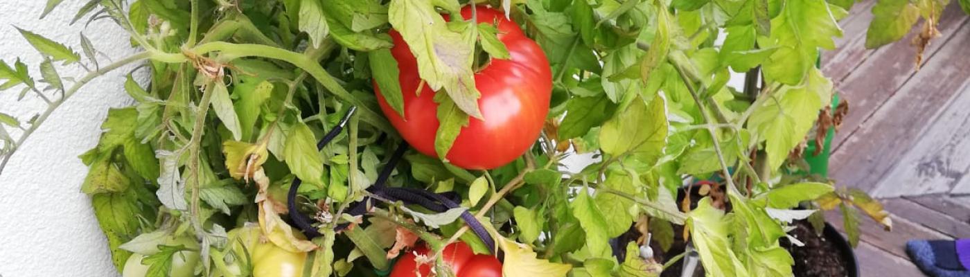 schwerste Tomate 11