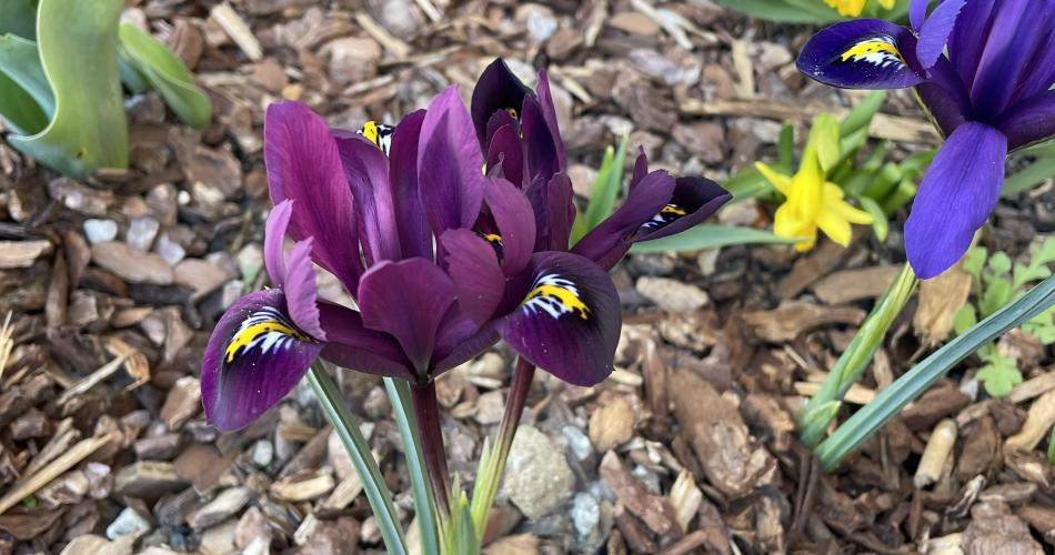 Iris Blumen im Schulgarten